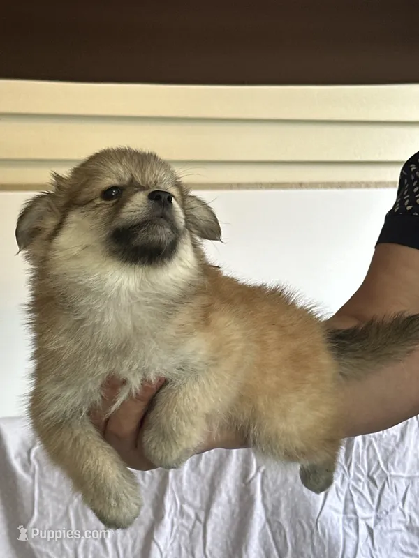Dog#9 – American Eskimo, Miniature Australian Shepherd puppy for sale in Inman, SC