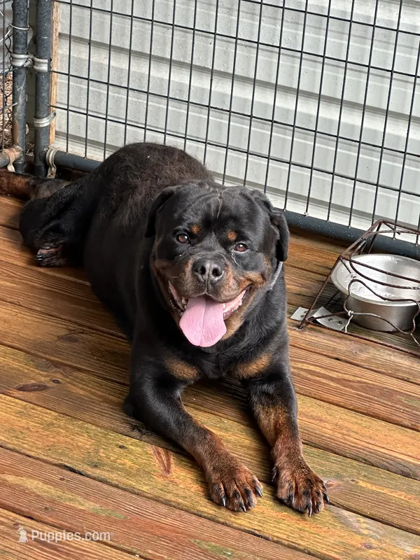 Rocky – Rottweiler puppy for sale in Inman, SC