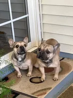 Dog#10, a male French Bulldog for sale in Inman, SC – Photo 8 of 8