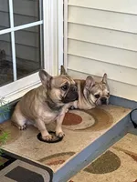 Dog#10, a male French Bulldog for sale in Inman, SC – Photo 6 of 8