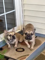 Dog#10, a male French Bulldog for sale in Inman, SC – Photo 5 of 8