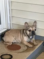 Dog#10, a male French Bulldog for sale in Inman, SC – Photo 1 of 8