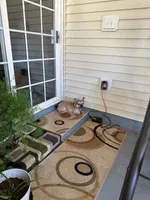 Dog#10, a male French Bulldog for sale in Inman, SC – Photo 4 of 8