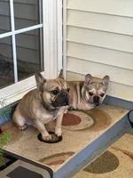 Dog#10, a male French Bulldog for sale in Inman, SC – Photo 7 of 8