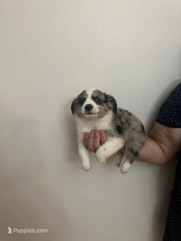 Aussie#3 – Miniature Australian Shepherd puppy for sale in Inman, SC