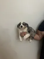 Aussie#3, a female Miniature Australian Shepherd for sale in Inman, SC – 1 of 5