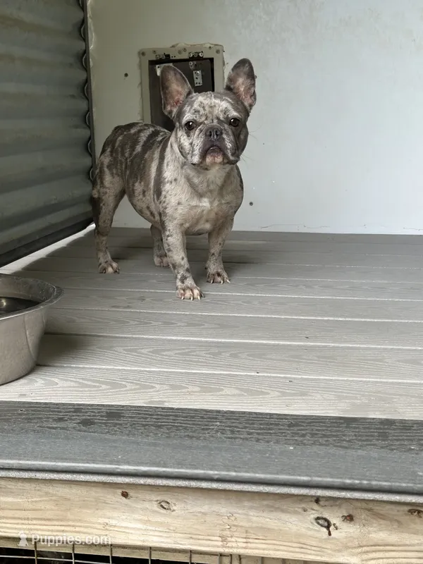 Lucy – French Bulldog puppy for sale in Inman, SC