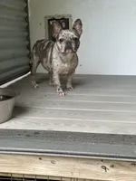 Lucy, a female French Bulldog for sale in Inman, SC – 1 of 3