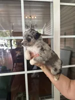 Aussie#9, a male Miniature Australian Shepherd for sale in Inman, SC – 2 of 3