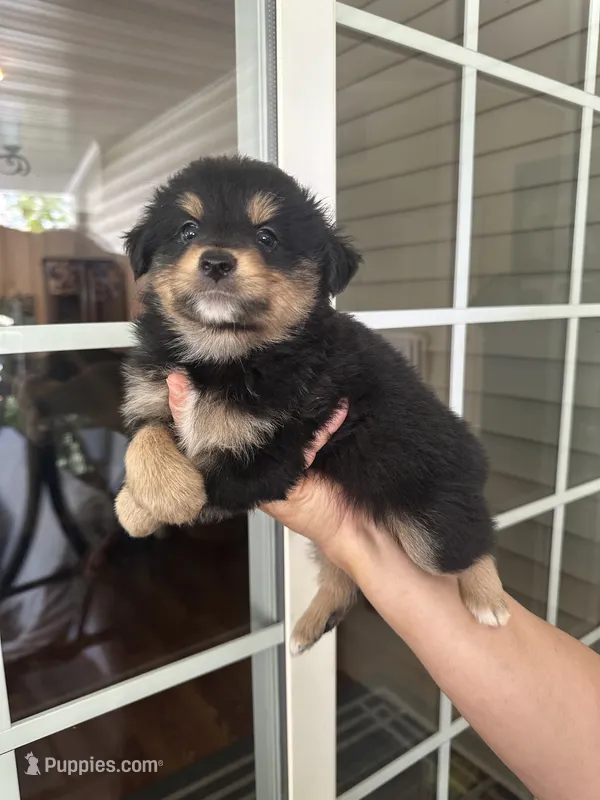 Aussie#7 – Miniature Australian Shepherd puppy for sale in Inman, SC