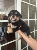 Aussie#7, a male Miniature Australian Shepherd for sale in Inman, SC – 1 of 2