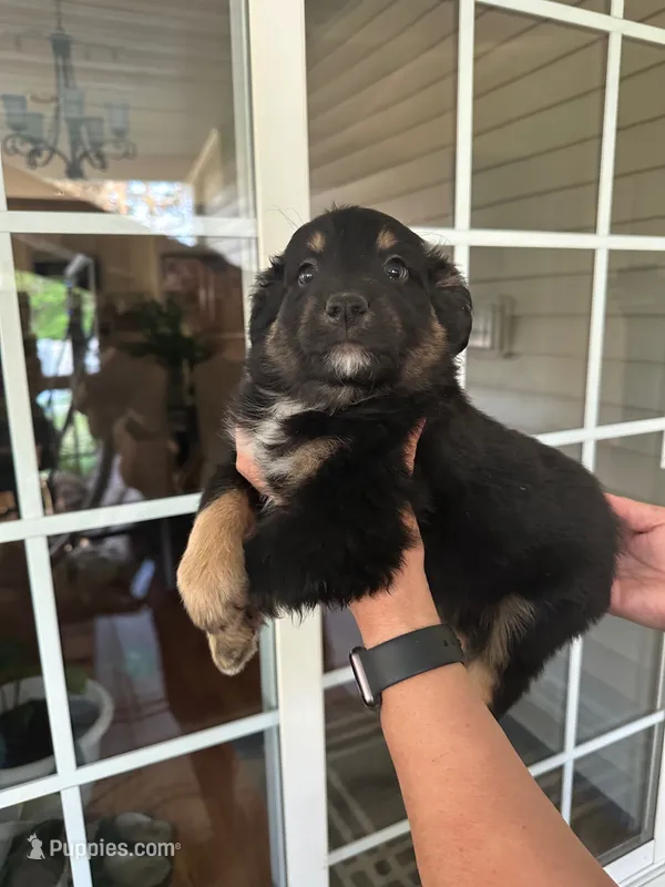 Mini Aussie#1 – Miniature Australian Shepherd puppy for sale in Inman, SC