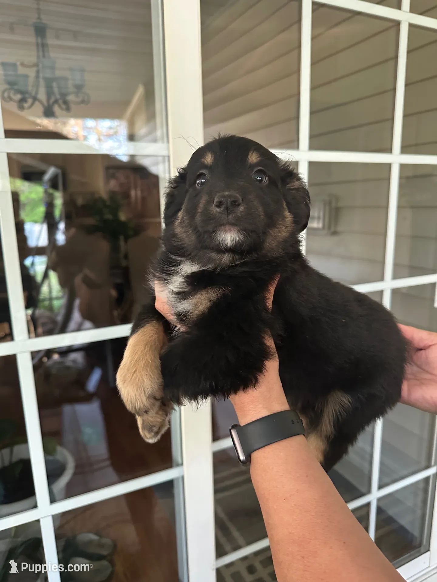 Mini Aussie#1, a male Miniature Australian Shepherd for sale in Inman, SC – 1 of 4