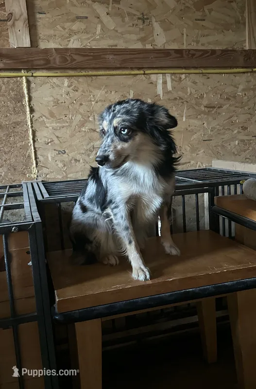 Jessie – Miniature Australian Shepherd puppy for sale in Inman, SC