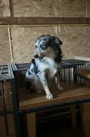 Jessie, a female Miniature Australian Shepherd for sale in Inman, SC – 1 of 4