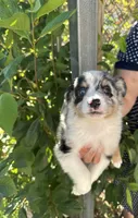Aussie#4, a male Miniature Australian Shepherd for sale in Inman, SC – 5 of 8