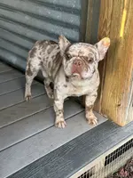 Graph, a male French Bulldog for sale in Inman, SC – Photo 1 of 4