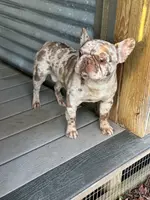 Graph, a male French Bulldog for sale in Inman, SC – Photo 2 of 4