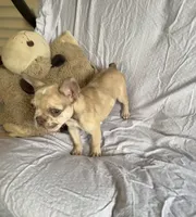 Frenchie #01 , a male French Bulldog for sale in Inman, SC – 4 of 6