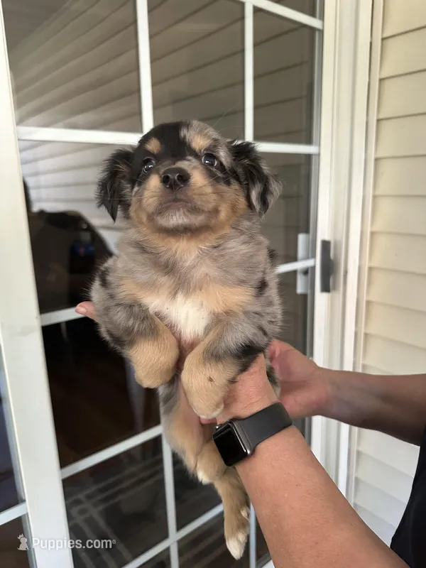 Puppy#3, a male Miniature Australian Shepherd for sale in Inman, SC – Photo 1 of 2