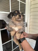 Puppy#3, a male Miniature Australian Shepherd for sale in Inman, SC – Photo 2 of 2