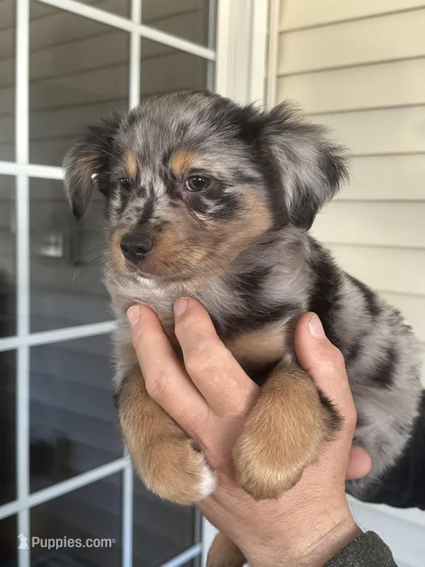 Dog#02 – Miniature Australian Shepherd puppy for sale in Inman, SC