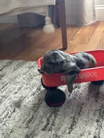 Dog#02, a male Miniature Australian Shepherd for sale in Inman, SC – Photo 6 of 6