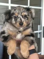 Dog#02, a male Miniature Australian Shepherd for sale in Inman, SC – Photo 1 of 6