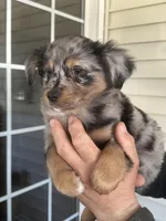 Dog#02, a male Miniature Australian Shepherd for sale in Inman, SC – Photo 3 of 6