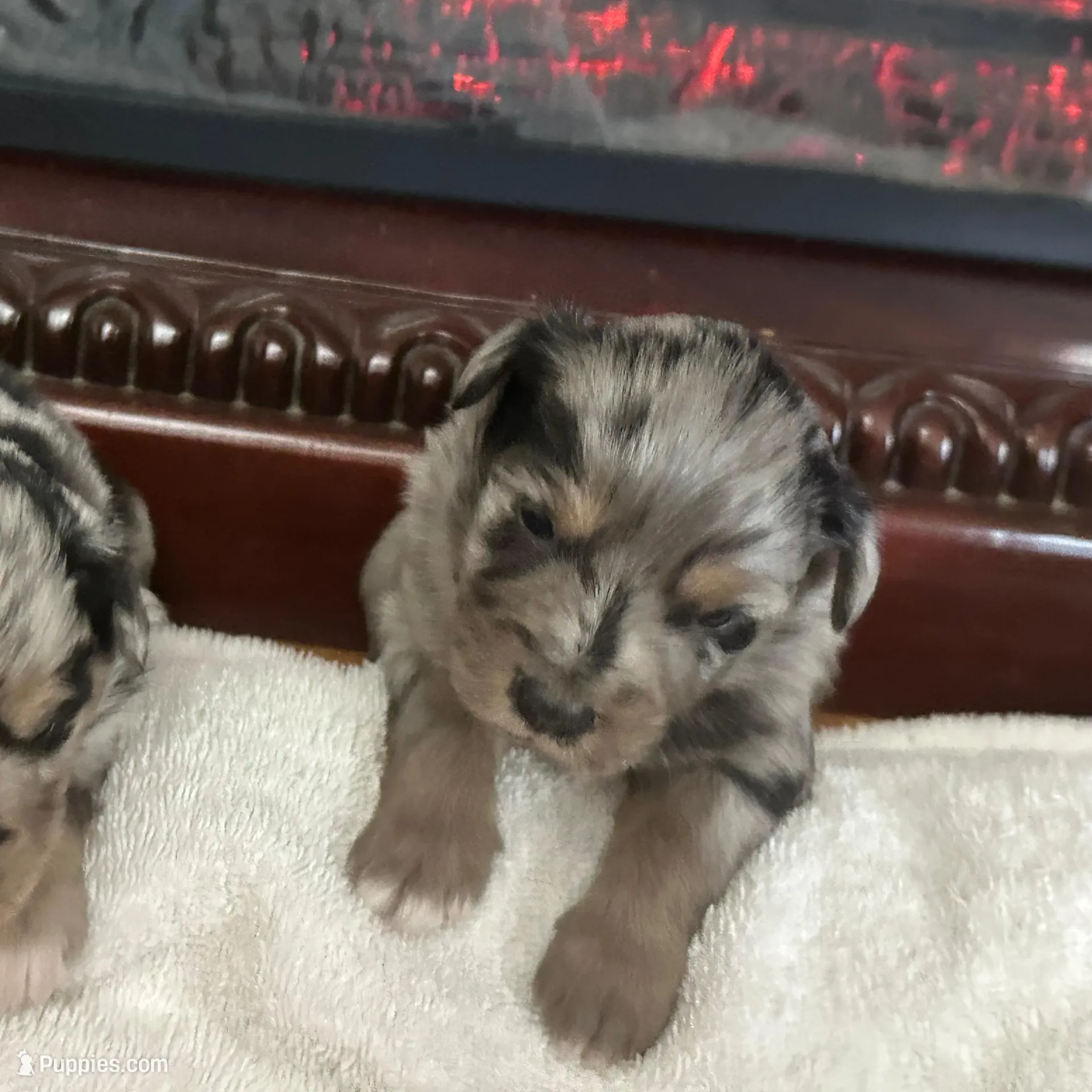 Dog#02, a male Miniature Australian Shepherd for sale in Inman, SC – Photo 4 of 6