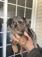 Dog#02, a male Miniature Australian Shepherd for sale in Inman, SC – Photo 2 of 6