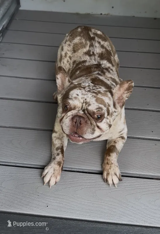 Dragon – French Bulldog puppy for sale in Inman, SC