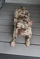 Dragon, a male French Bulldog for sale in Inman, SC – 1 of 5