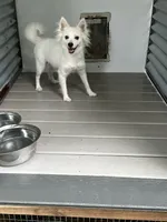Snow White, a female American Eskimo for sale in Inman, SC – 2 of 3