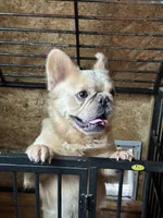 Rocky, a male French Bulldog for sale in Inman, SC – 2 of 6