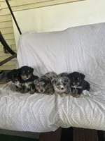 Aussie#10, a female Miniature Australian Shepherd for sale in Inman, SC – 2 of 2