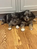Aussie#5, a male Miniature Australian Shepherd for sale in Inman, SC – 5 of 5
