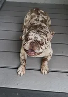 Dragon, a male French Bulldog for sale in Inman, SC – 3 of 5