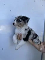 Aussie#4, a male Miniature Australian Shepherd for sale in Inman, SC – 2 of 8