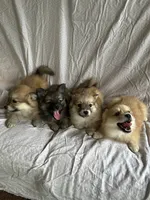 Dog#7, a female American Eskimo and Miniature Australian Shepherd for sale in Inman, SC – 4 of 4