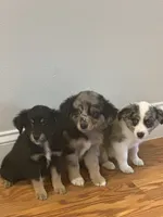 Aussie#3, a female Miniature Australian Shepherd for sale in Inman, SC – 3 of 5