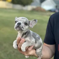 Dog #001, a male French Bulldog for sale in Inman, SC – Photo 8 of 10