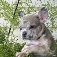 Dog #001, a male French Bulldog for sale in Inman, SC – Photo 5 of 10