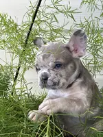 Dog #001, a male French Bulldog for sale in Inman, SC – Photo 2 of 7