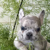 Dog #001, a male French Bulldog for sale in Inman, SC – Photo 1 of 10