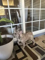 Dog #001, a male French Bulldog for sale in Inman, SC – Photo 2 of 10