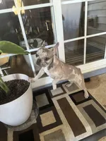 Dog #001, a male French Bulldog for sale in Inman, SC – Photo 4 of 10