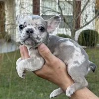 Dog #001, a male French Bulldog for sale in Inman, SC – Photo 10 of 10