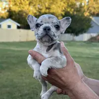 Dog #001, a male French Bulldog for sale in Inman, SC – Photo 7 of 10