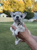 Dog #001, a male French Bulldog for sale in Inman, SC – Photo 4 of 7